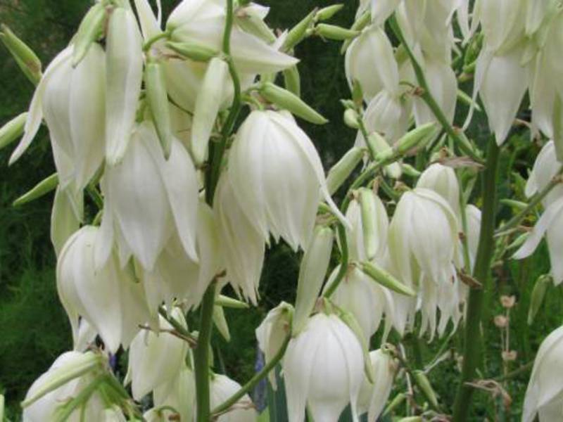 Yucca dengan bunga.