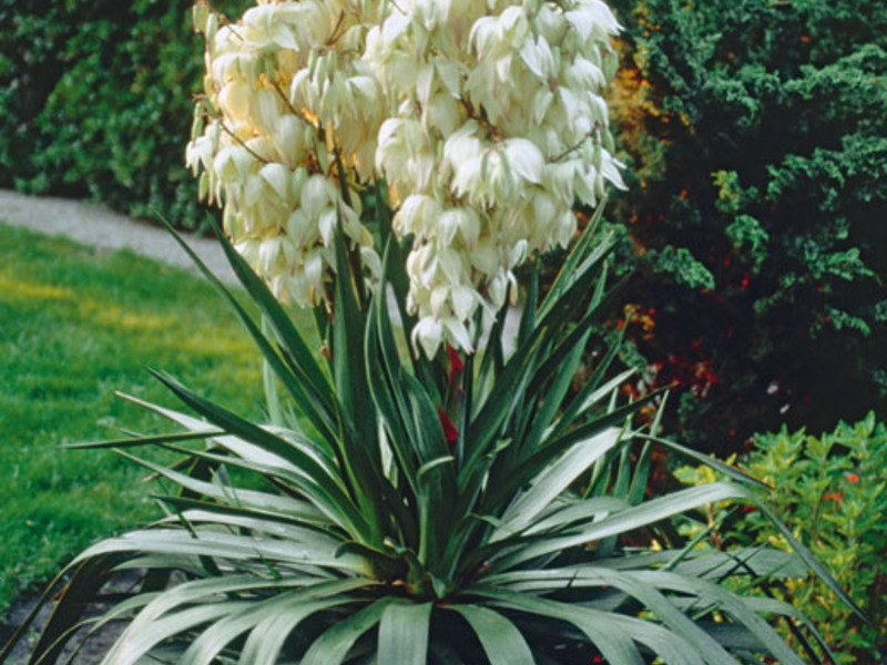 Yucca plantează flori