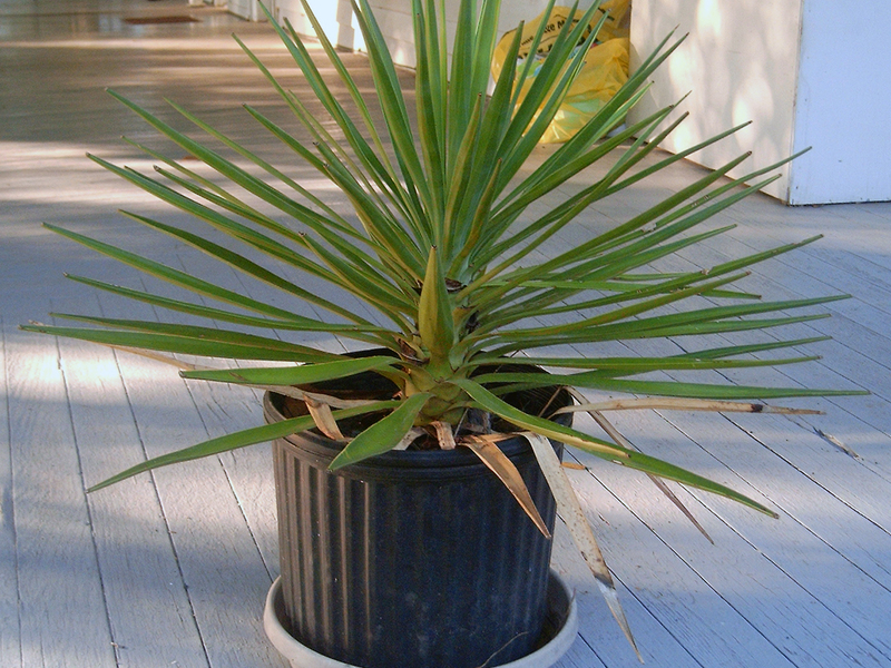 Φύτευση και φροντίδα για ένα yucca