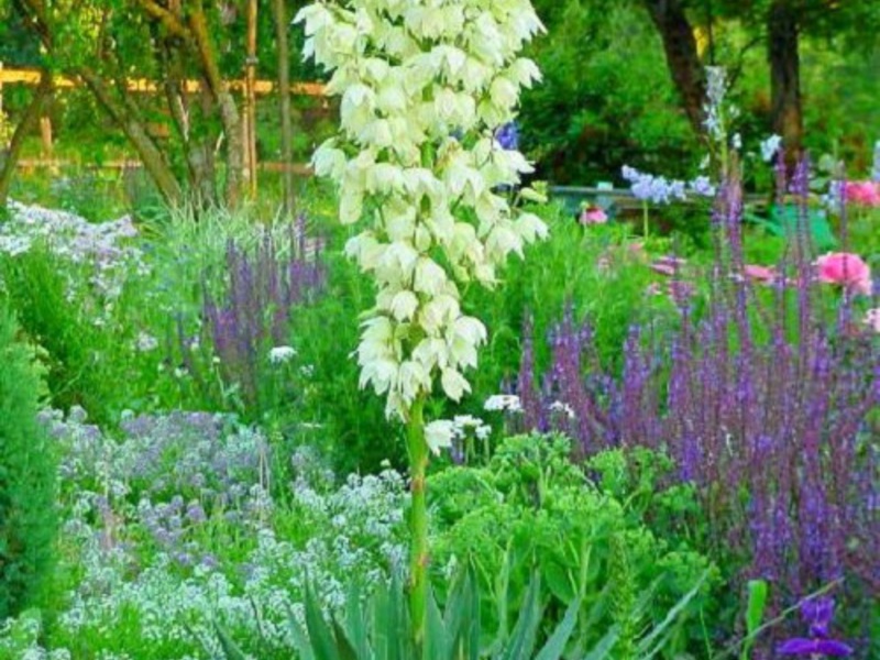 Trồng và chăm sóc yucca