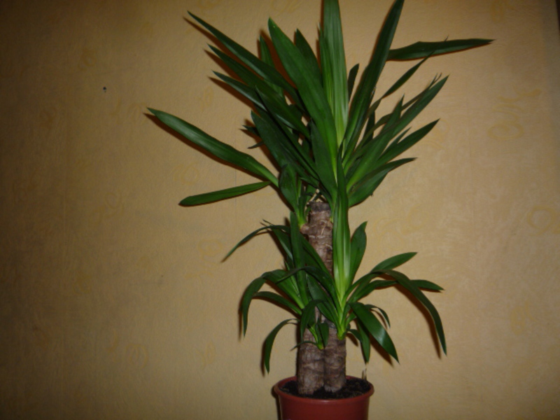 Yucca dengan bunga.