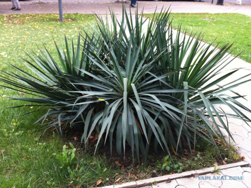 Yucca, îngrijire la domiciliu.