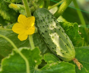 Como você mesmo pode cultivar pepinos