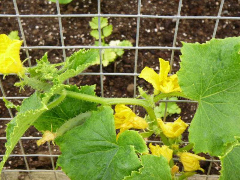 Cómo crecen los pepinos de piel de gallina