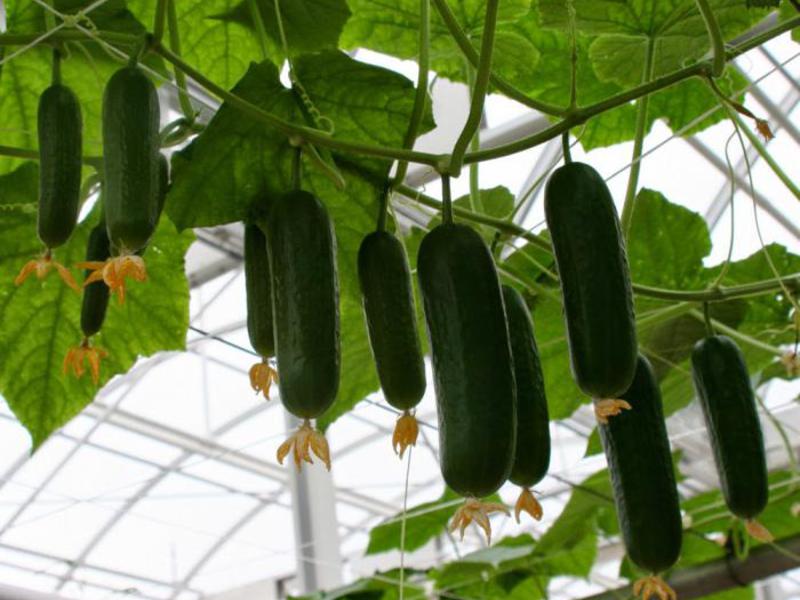 Concombres Goosebump pour la culture dans le jardin