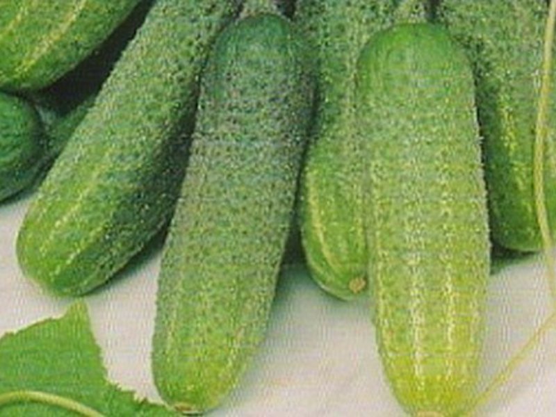 Iba't ibang uri ng goosebump cucumber