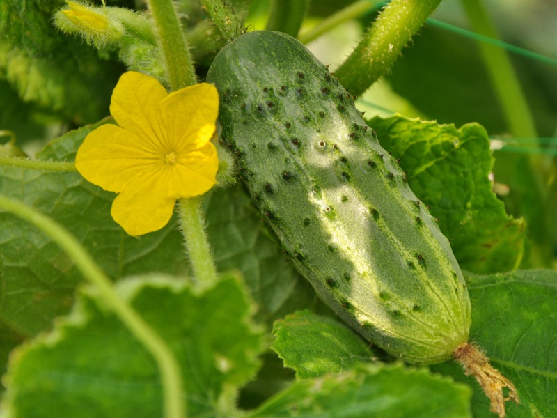 Cómo cultivar pepinos