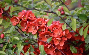 Japanese quince in the garden: