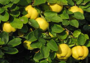 Common quince