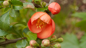 Japansk kvæde plantning og pleje