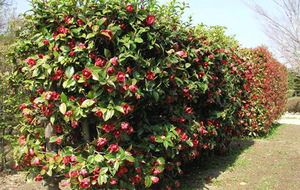 Plantación y cuidado del membrillo japonés.