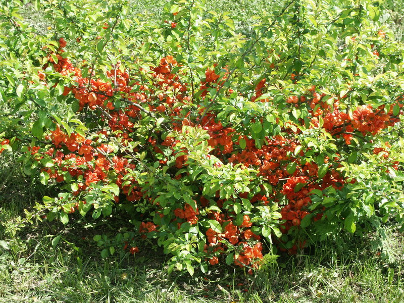 Cómo plantar membrillo japonés