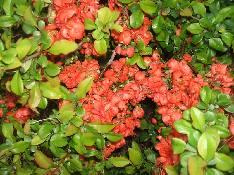 Blooming Japanese quince