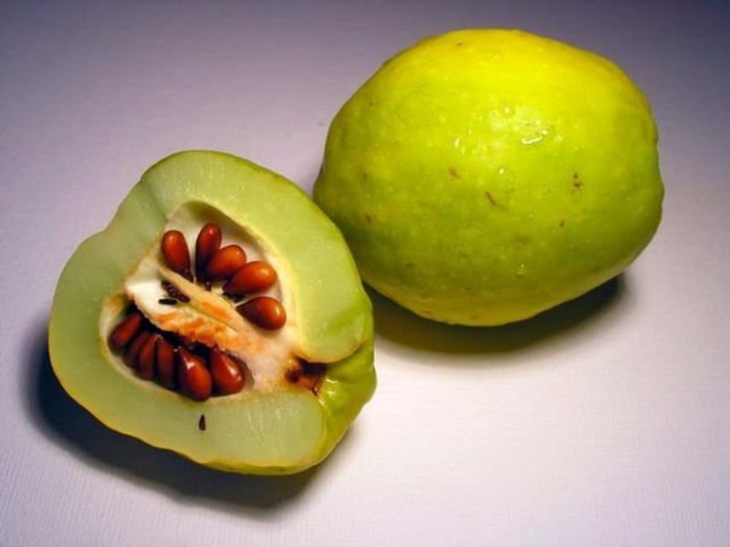 Buah quince Jepun