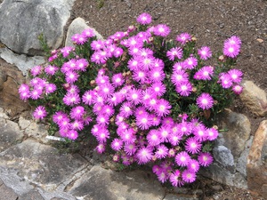 Das beliebteste im Gartenbau ist Mesembriantemum