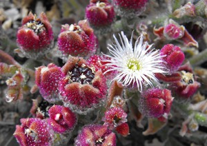 Flor mesembriantemum