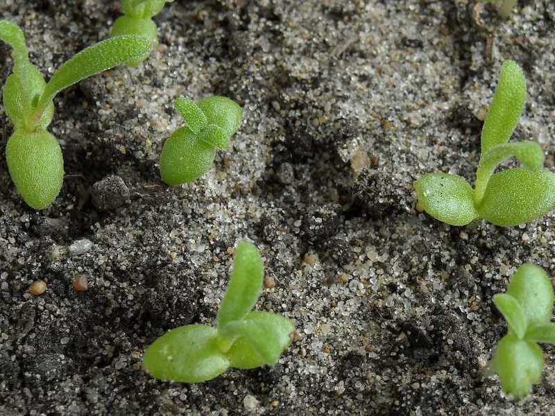 Mesembriantemum per la decorazione del giardino