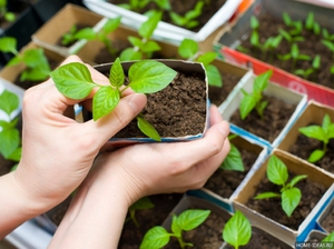 Cultivarea ardeiului prin răsaduri