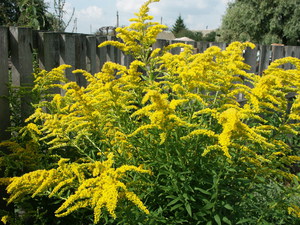 Goldenrod หรือ Golden rod: คุณสมบัติที่เป็นประโยชน์และข้อห้าม