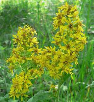 Goldenrod i njegova korisna svojstva