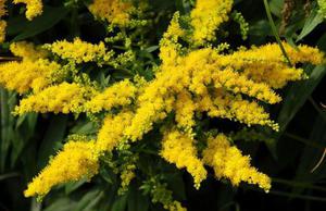 Golden rod or common goldenrod