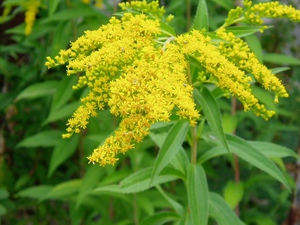 Chống chỉ định sử dụng goldenrod