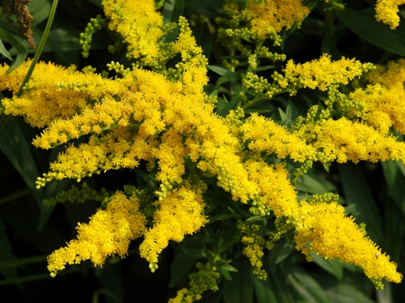 Fordelene med å bruke goldenrod