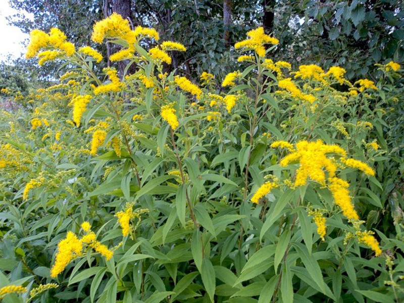 Batang emas atau goldenrod biasa