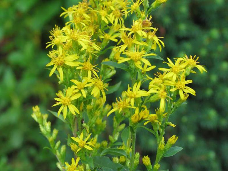 Goldenrod comum