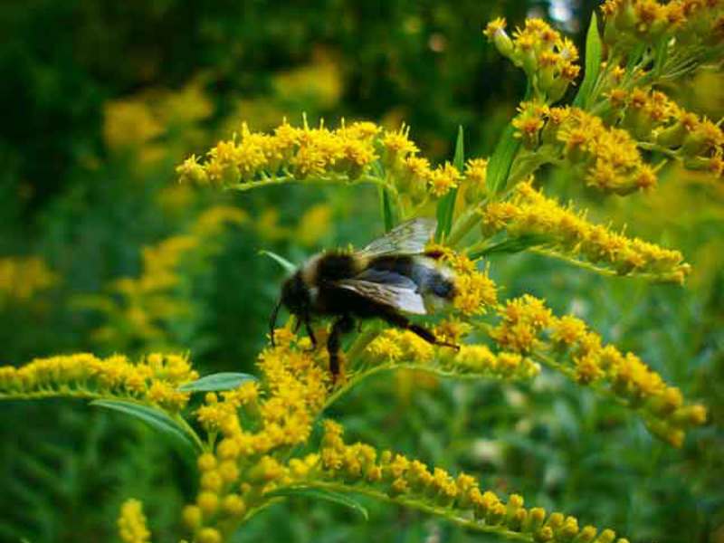 Goldenrod comum