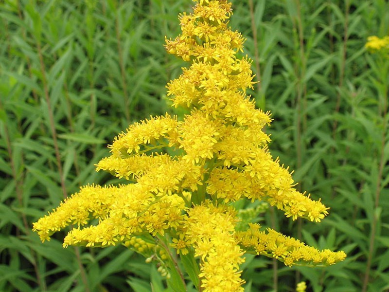 Golden rod magiske egenskaber