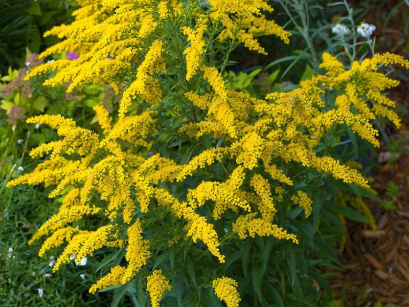 Useful properties of goldenrod