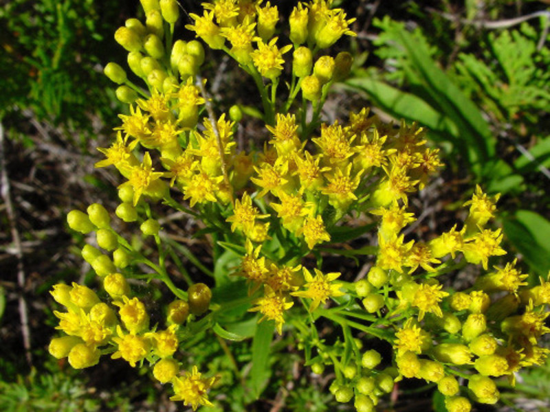 Golden rod eller vanlig goldenrod