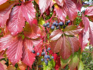 Description des caractéristiques des raisins de jeune fille