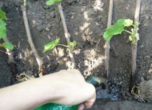 De nuances van het planten van meisjesachtige druiven