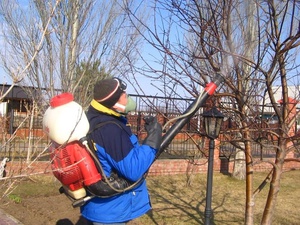 Transformer les arbres au printemps