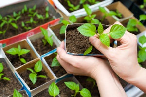 Com plantar plàntules de pebrot