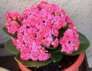 En el interior se cultivan varios tipos de Kalanchoe.