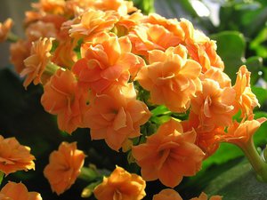 Ver Kalanchoe