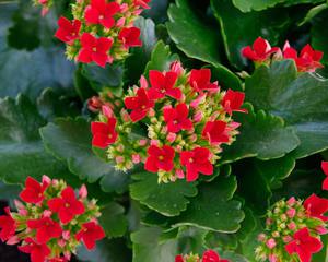 Kalanchoe çiçekler