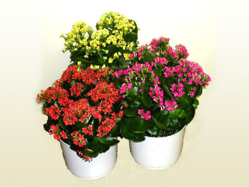 Kalanchoe Kalandiva çiçek açıyor.