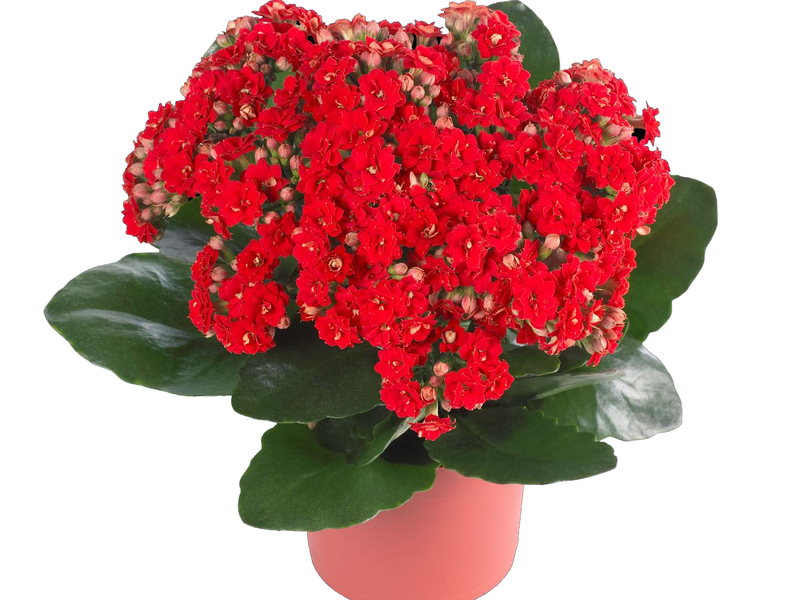 Kalanchoe starostlivosť