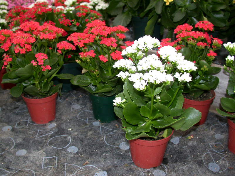 Diseases and pests of the Kalanchoe flower