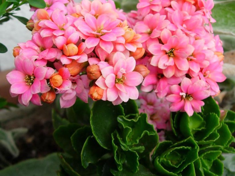 Vários tipos de Kalanchoe são cultivados dentro de casa.