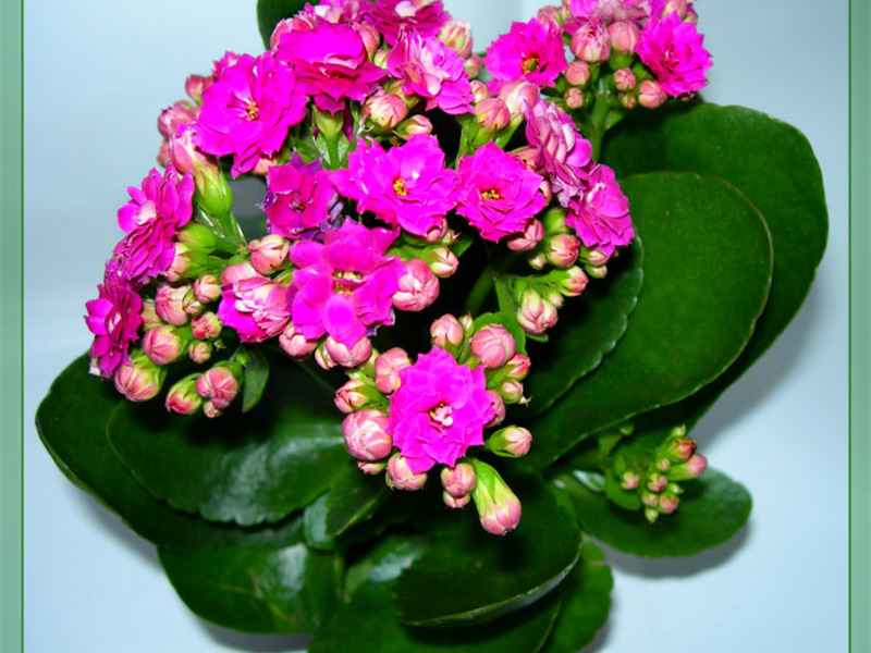 Como transplantar Kalanchoe