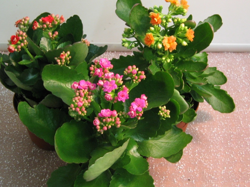 Kalanchoë-bloemplagen