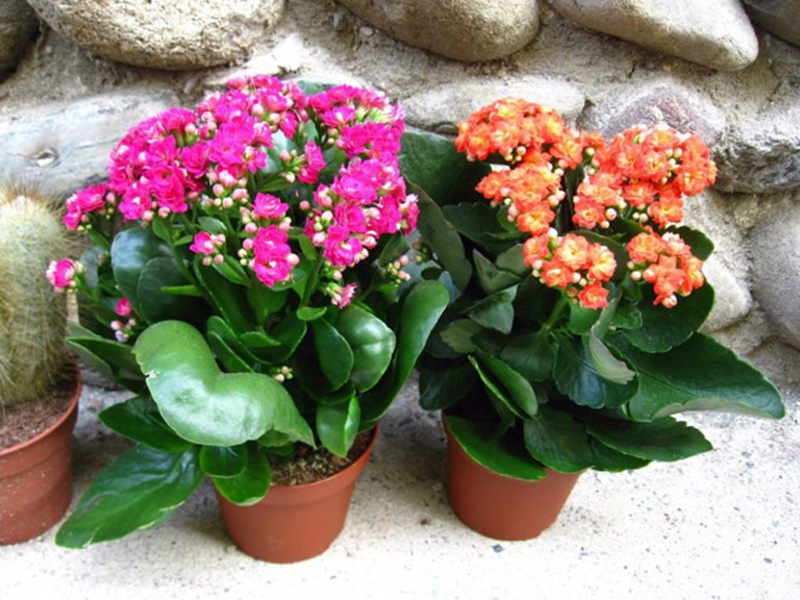 Bệnh Kalanchoe