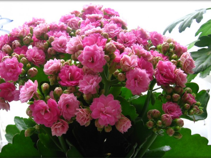 คุณสมบัติของดอก Kalanchoe