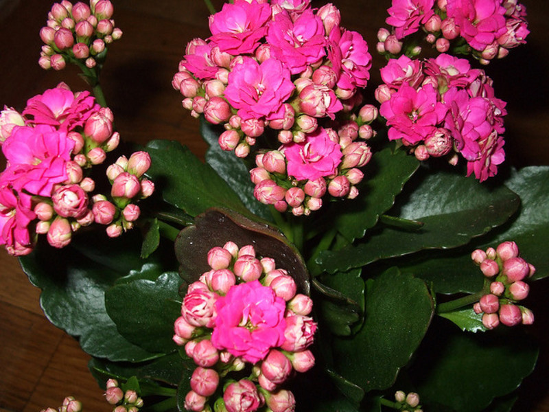 Kalanchoe Kalandiva blomstrer.