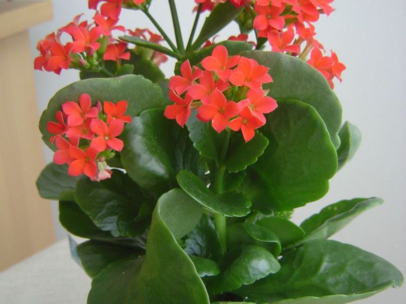 Kaunis Kalanchoe-kukka